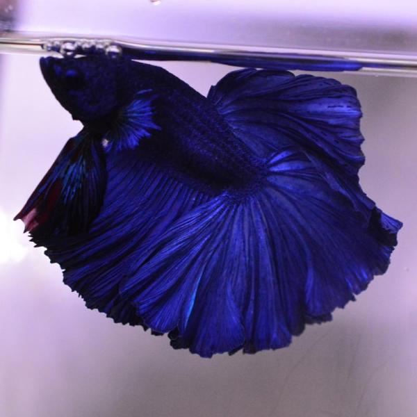 ベタ 熱帯魚 生体 ハーフムーン ブルー オス