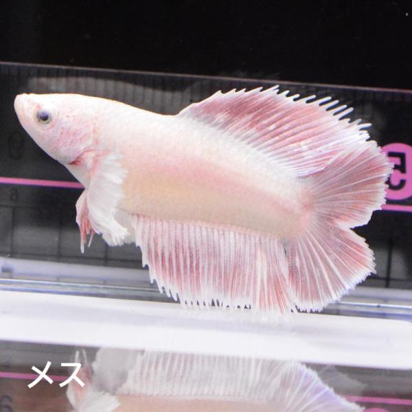 ベタ 熱帯魚 生体 ダブルテールハーフムーン ダンボレッドゴールド メス 繁殖