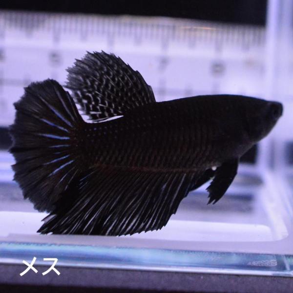 ベタ 熱帯魚 生体 ハーフムーン スーパーブラック メス 繁殖 レッド系