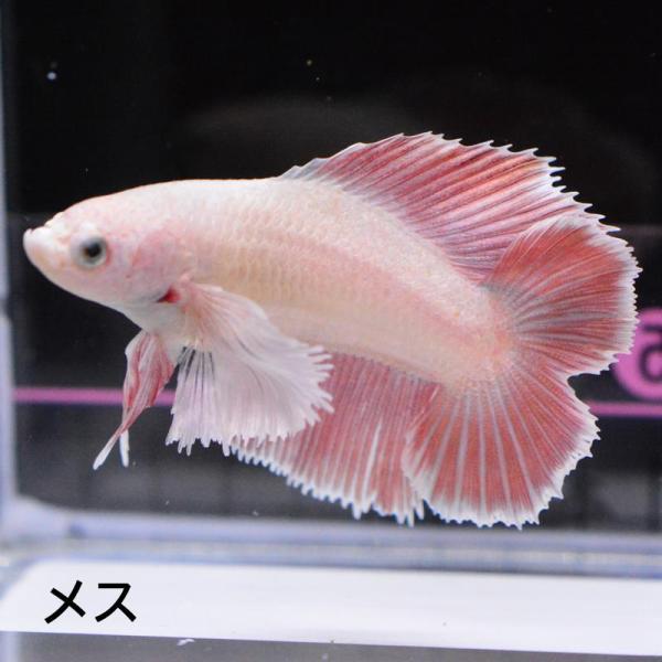 ベタ 熱帯魚 生体 ダブルテールハーフムーン ダンボレッドゴールド メス 繁殖