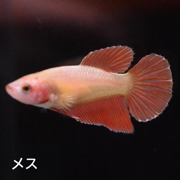 ベタ 熱帯魚 生体 ハーフムーン オレンジゴールド メス 繁殖 レッド系