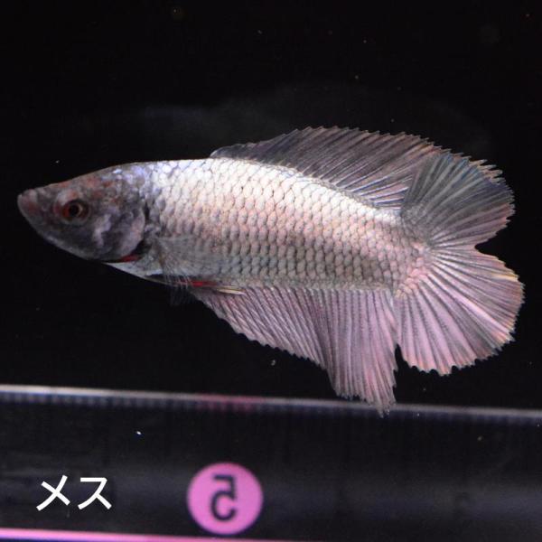 ベタ 熱帯魚 生体 ダブルテールハーフムーン カッパー メス 繁殖