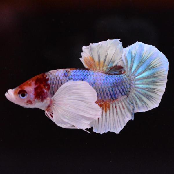 ベタ 熱帯魚 生体 プラカット ダンボキャンディ オス ブルー系