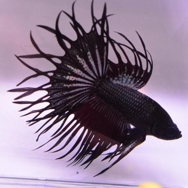 ベタ 熱帯魚 生体 キングクラウンテール ブラック オス