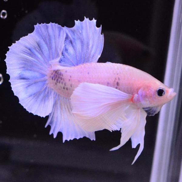 ベタ 熱帯魚 生体 プラカット ダンボパステル オス ホワイト系