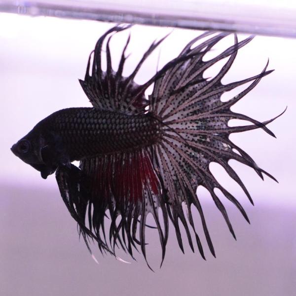 ベタ 熱帯魚 生体 キングクラウンテール ブラック オス