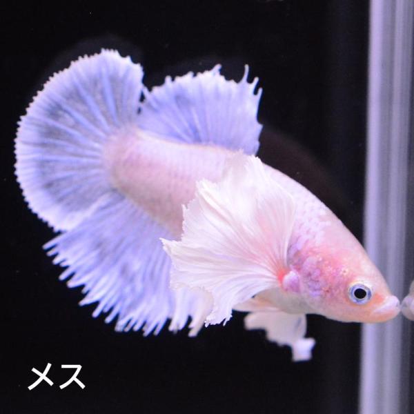 ベタ 熱帯魚 生体  プラカット ダンボパステル メス 繁殖