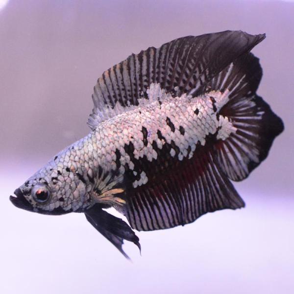 ベタ 熱帯魚 生体 ダブルテールプラカット サムライ オス ブラック系