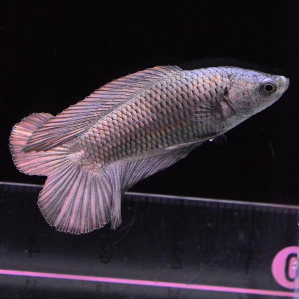 ベタ 熱帯魚 生体 ダブルテールハーフムーン カッパー メス 繁殖