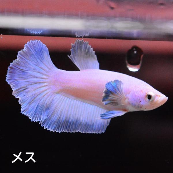 ベタ 熱帯魚 生体 ハーフムーン ダンボスィート メス 繁殖 ブルー系