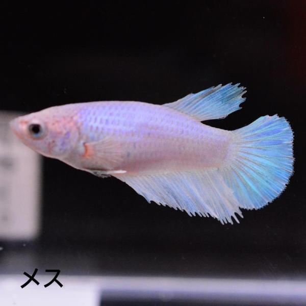 ベタ 熱帯魚 生体 ハーフムーン パステル メス 繁殖 ブルー系