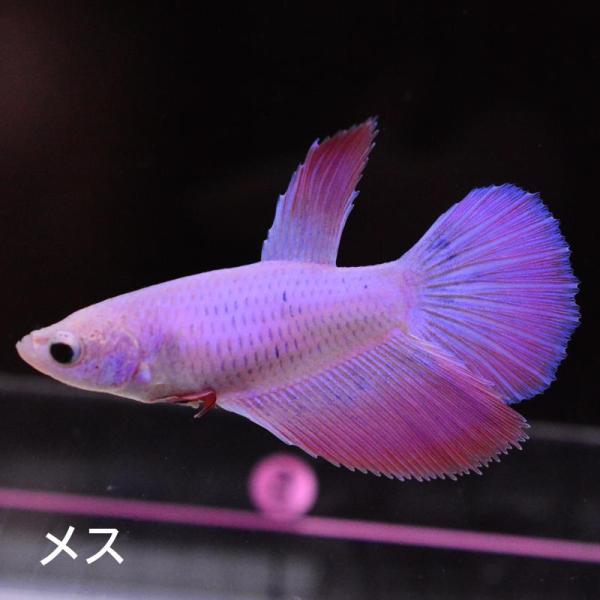ベタ 熱帯魚 生体 ハーフムーン ピンク メス 繁殖 レッド系