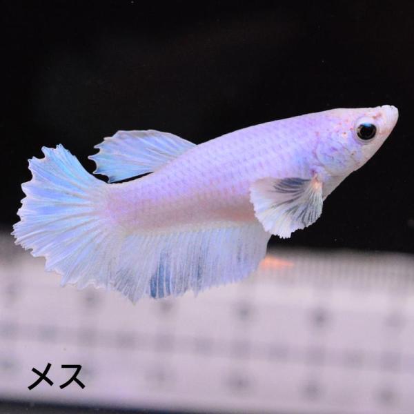 ベタ 熱帯魚 生体 ハーフムーン ダンボスィート メス 繁殖 ブルー系
