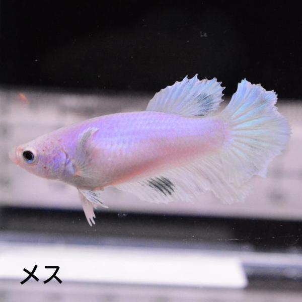 ベタ 熱帯魚 生体 ハーフムーン ダンボスィート メス 繁殖 ブルー系