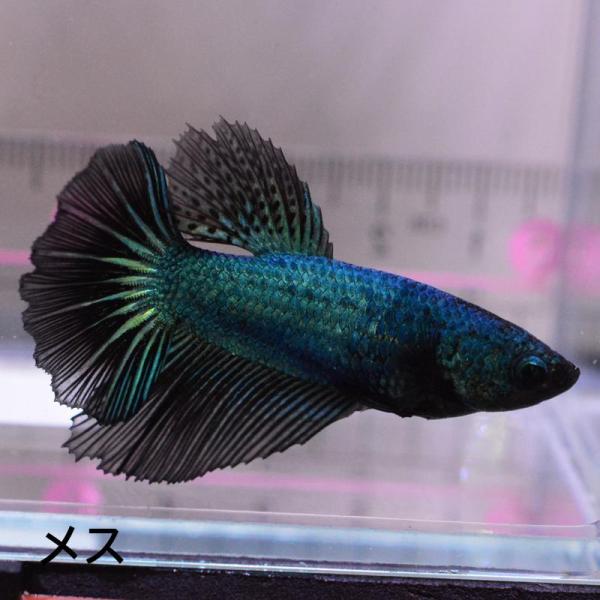 ベタ 熱帯魚 生体 ハーフムーン グリーンブラックドラゴン メス 繁殖 ブルー系