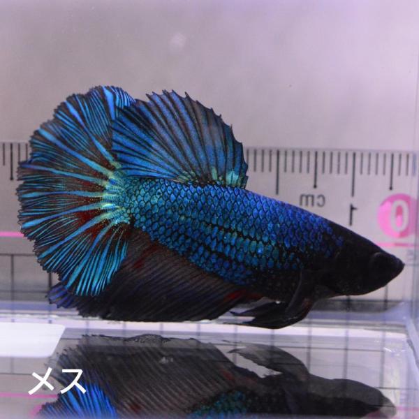 ベタ 熱帯魚 生体 ハーフムーン グリーンブラックドラゴン メス 繁殖 ブルー系