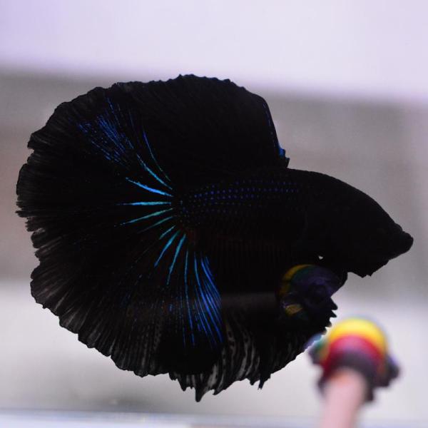 ベタ 熱帯魚 生体 ハーフムーン スーパーブラック オス