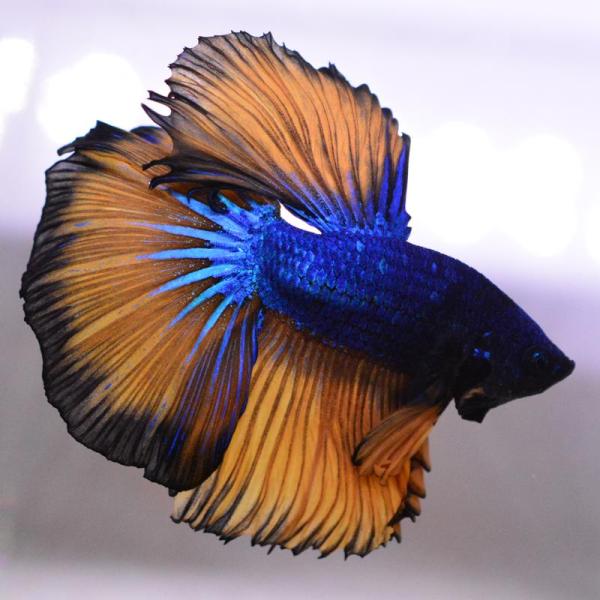 ベタ 熱帯魚 生体 ハーフムーン マスタード オス ブルー系