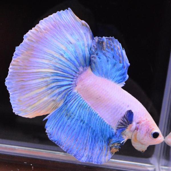 ベタ 熱帯魚 生体 ハーフムーン イエローグリッセル オス