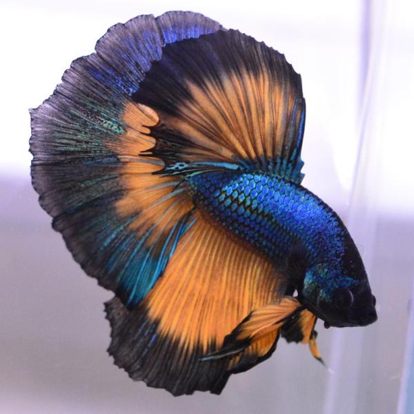 ベタ 熱帯魚 生体 ハーフムーン マスタード オス ブルー系