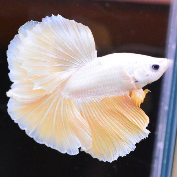 ベタ 熱帯魚 生体 ハーフムーン イエロードラゴン オス