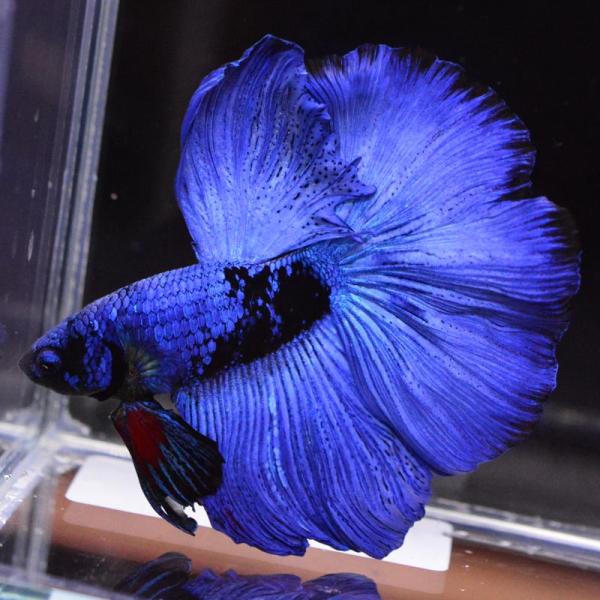 ベタ 熱帯魚 生体 ハーフムーン ブラックスター オス ブルー系
