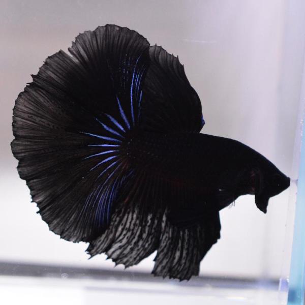 ベタ 熱帯魚 生体 ハーフムーン スーパーブラック オス