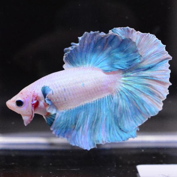 ベタ 熱帯魚 生体 ハーフムーン ダンボスイート オス ブルー系