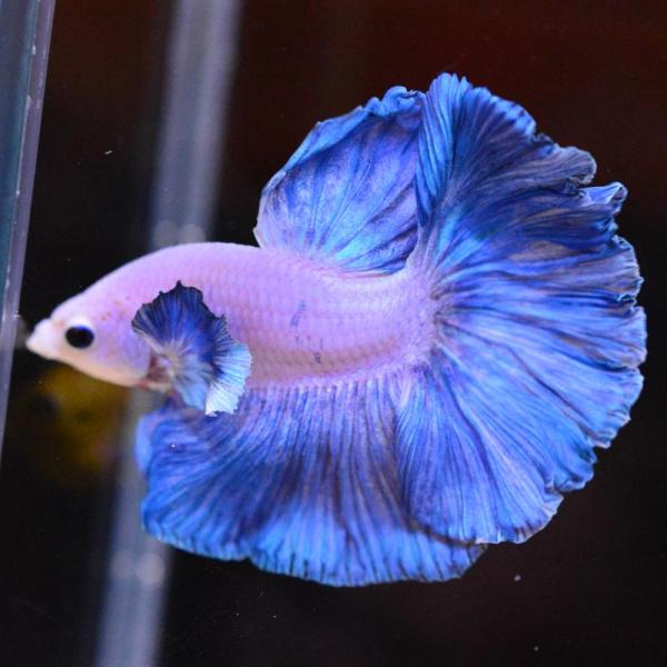 ベタ 熱帯魚 生体 ハーフムーン ダンボスイート オス ブルー系