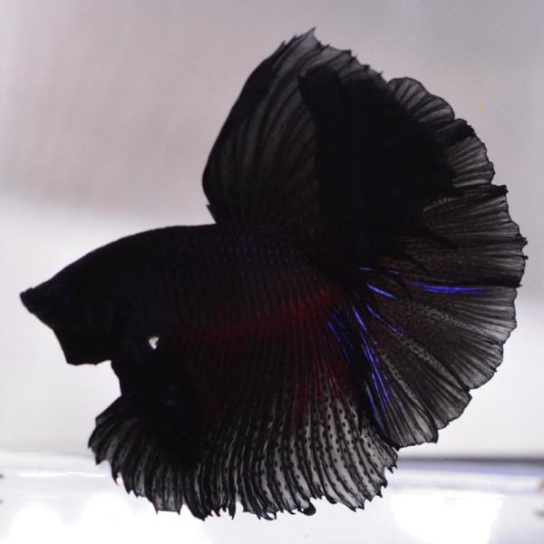 ベタ 熱帯魚 生体 ハーフムーン スーパーブラック オス