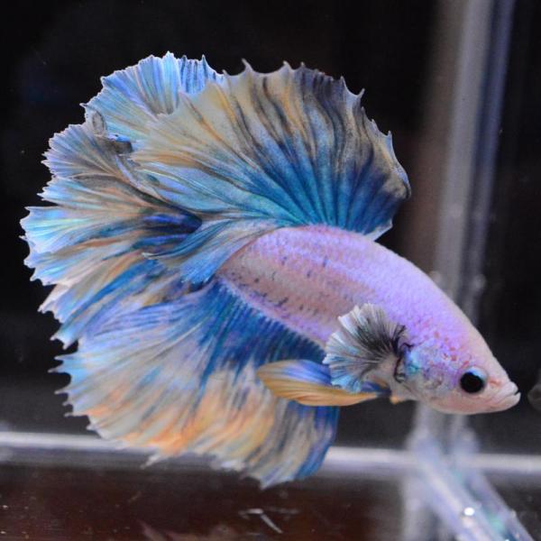 ベタ 熱帯魚 生体 ハーフムーン ダンボスイート オス ブルー系