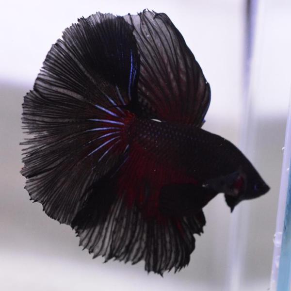 ベタ 熱帯魚 生体 ハーフムーン スーパーブラック オス