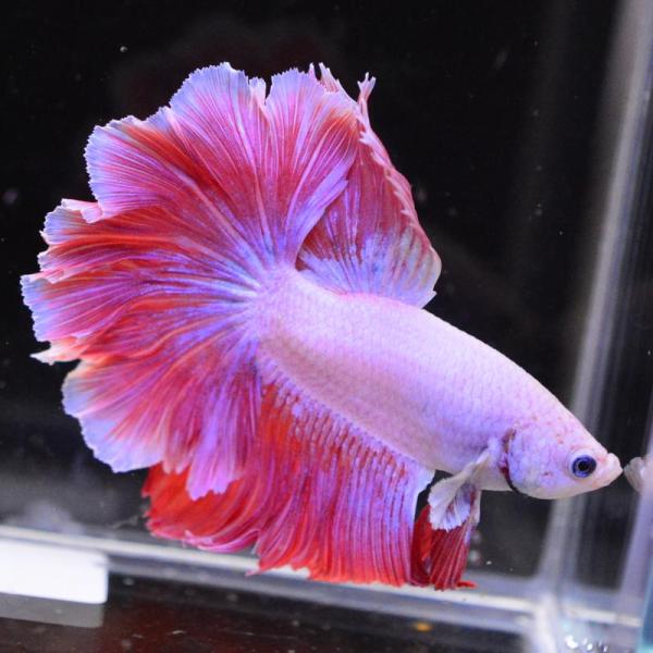 ベタ 熱帯魚 生体 ハーフムーン ピンク オス レッド系