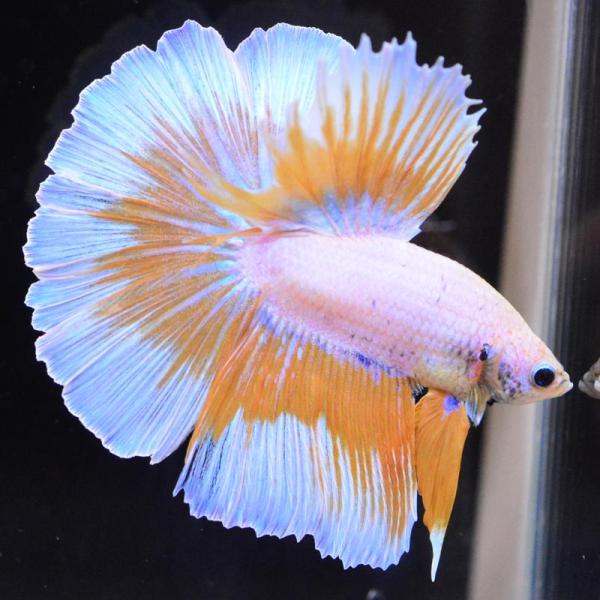 ベタ 熱帯魚 生体 ハーフムーン イエローグリッセル オス