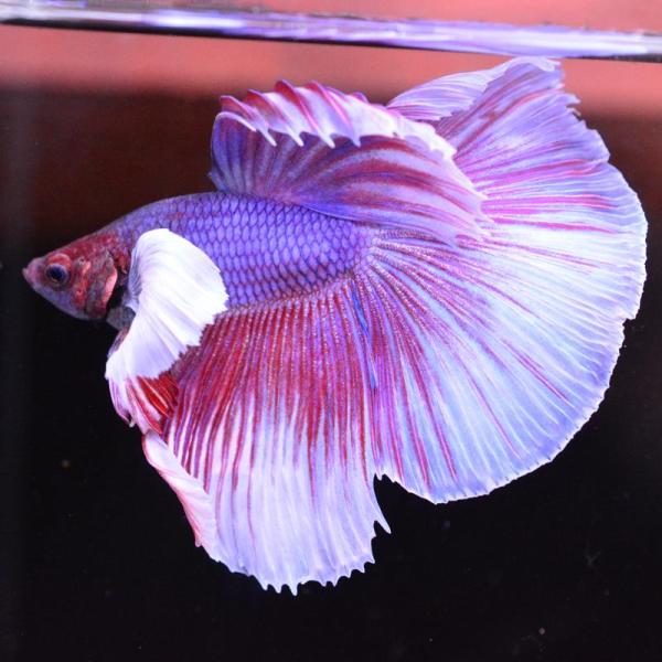 ベタ 熱帯魚 生体 ハーフムーン ダンボラベンダー オス レッド系