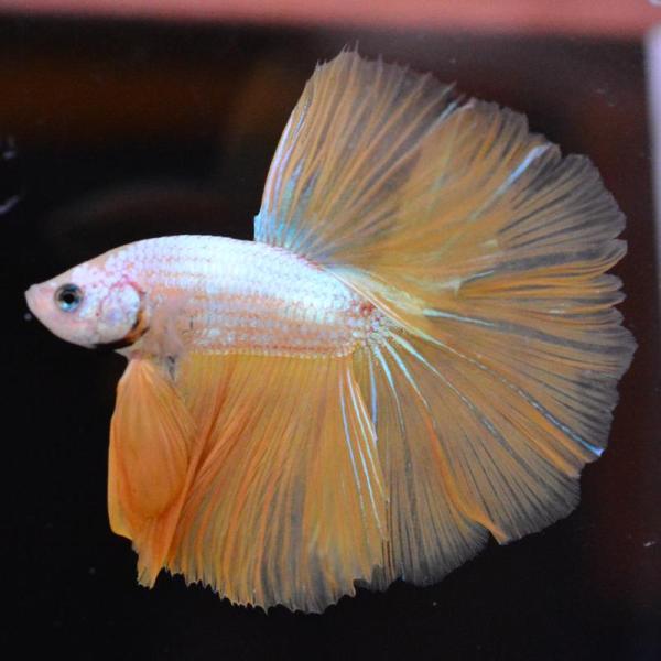 ベタ 熱帯魚 生体 ハーフムーン イエローグリッセル オス