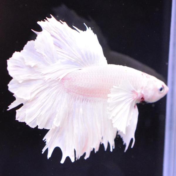 ベタ 熱帯魚 生体 ハーフムーン ダンボホワイト オス