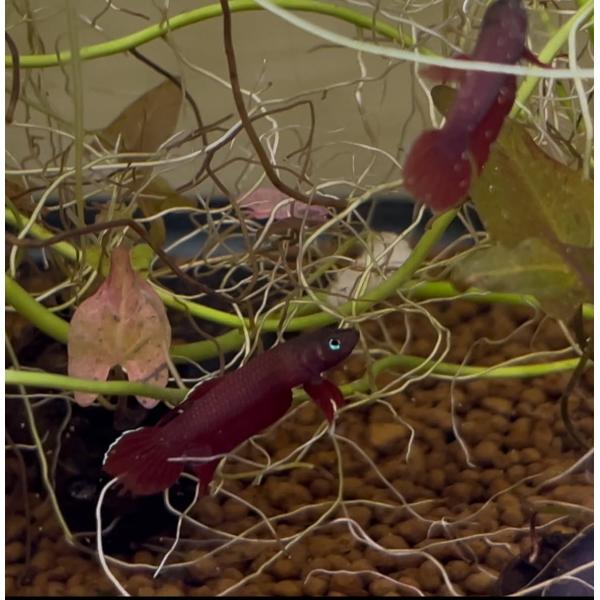 ベタ 熱帯魚 生体 アピアピ（ムリヤディ） ペア