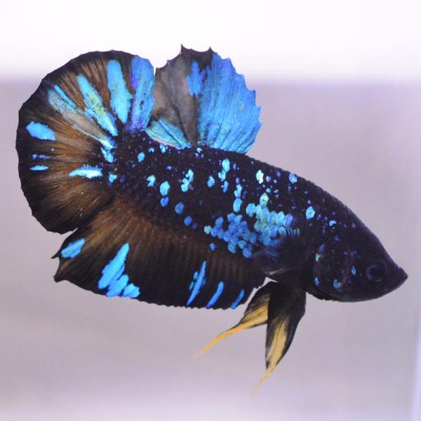 ベタ 熱帯魚 生体 プラカット ブラックスター オス ブルー系