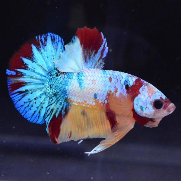 ベタ 熱帯魚 生体 プラカット マルチカラー オス レッド系