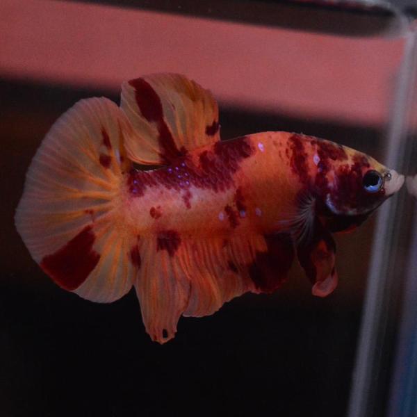 ベタ 熱帯魚 生体 プラカット キャンディニモ オス レッド系