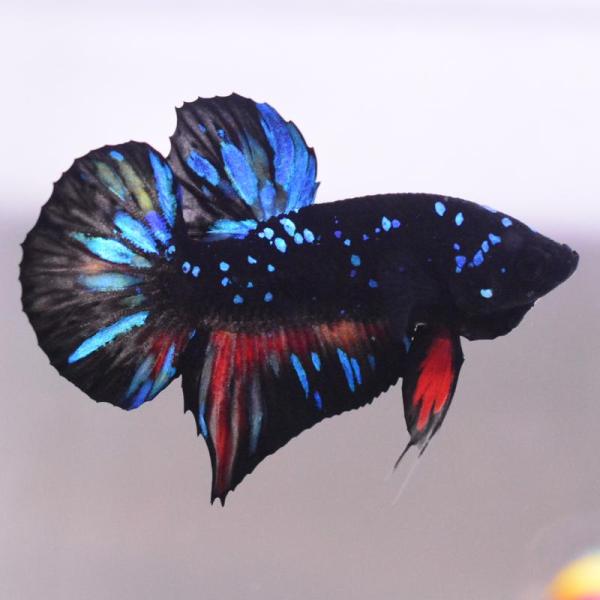 ベタ 熱帯魚 生体 プラカット ブラックスター オス ブルー系