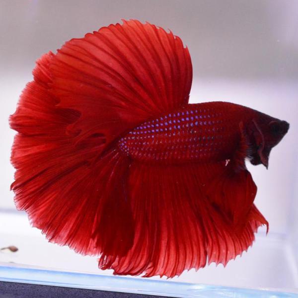 ベタ 熱帯魚 生体 ハーフムーン レッド オス