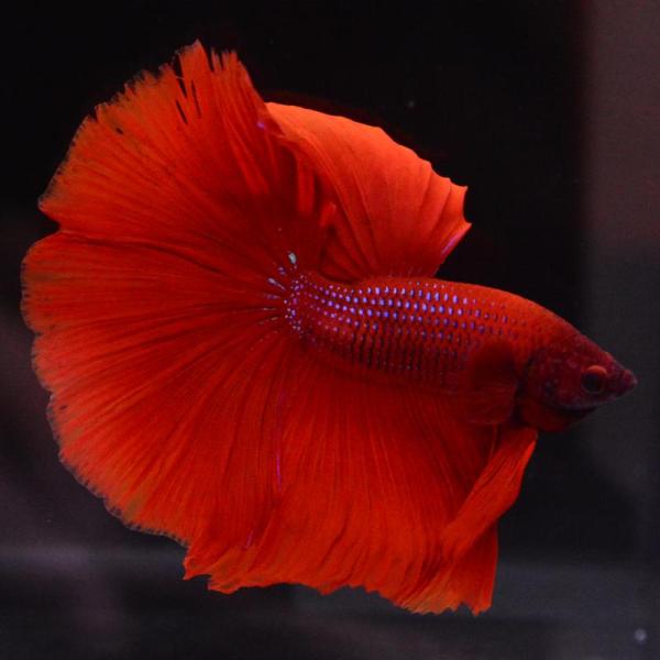 ベタ 熱帯魚 生体 ハーフムーン レッド オス