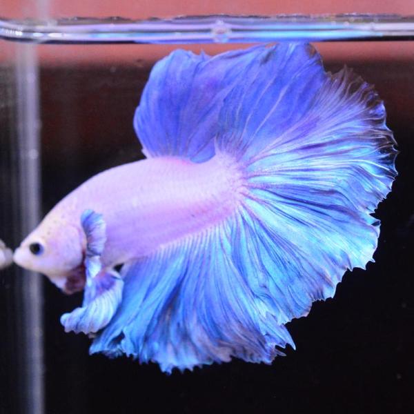 ベタ 熱帯魚 生体 ハーフムーン ダンボスイート オス ブルー系