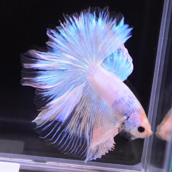 ベタ 熱帯魚 生体 ハーフムーン パステル オス ブルー系