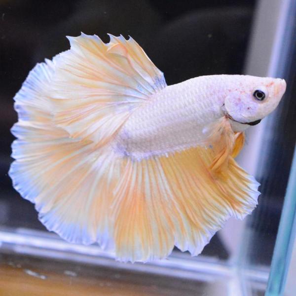ベタ 熱帯魚 生体 ハーフムーン イエロードラゴン オス