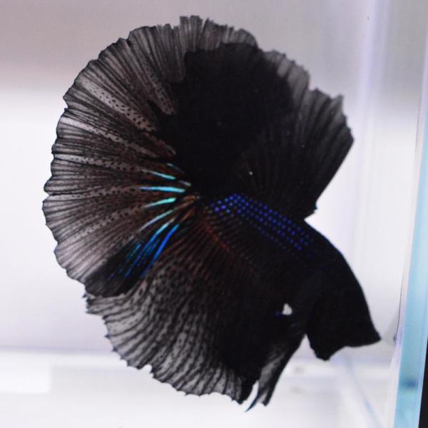 ベタ 熱帯魚 生体 ハーフムーン スーパーブラック オス