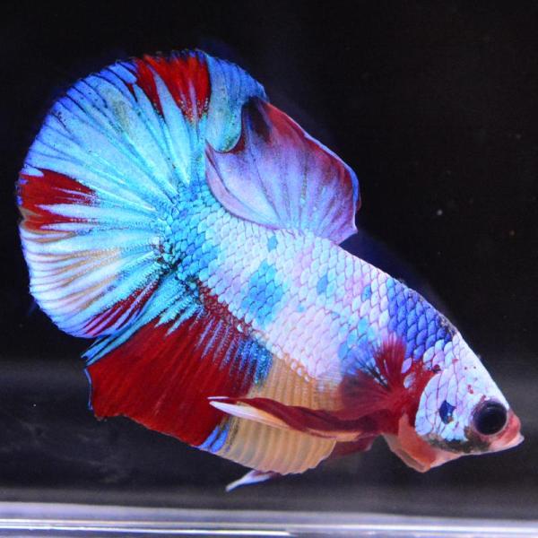 ベタ 熱帯魚 生体 プラカット マルチカラー オス レッド系