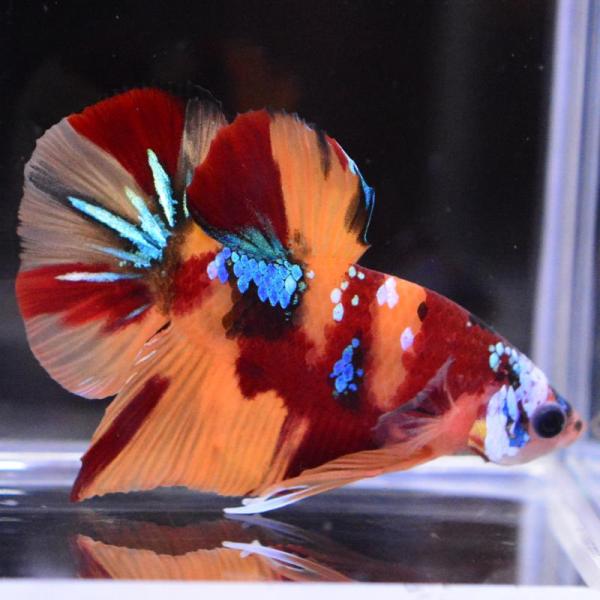 ベタ 熱帯魚 生体 プラカット マルチカラー オス レッド系